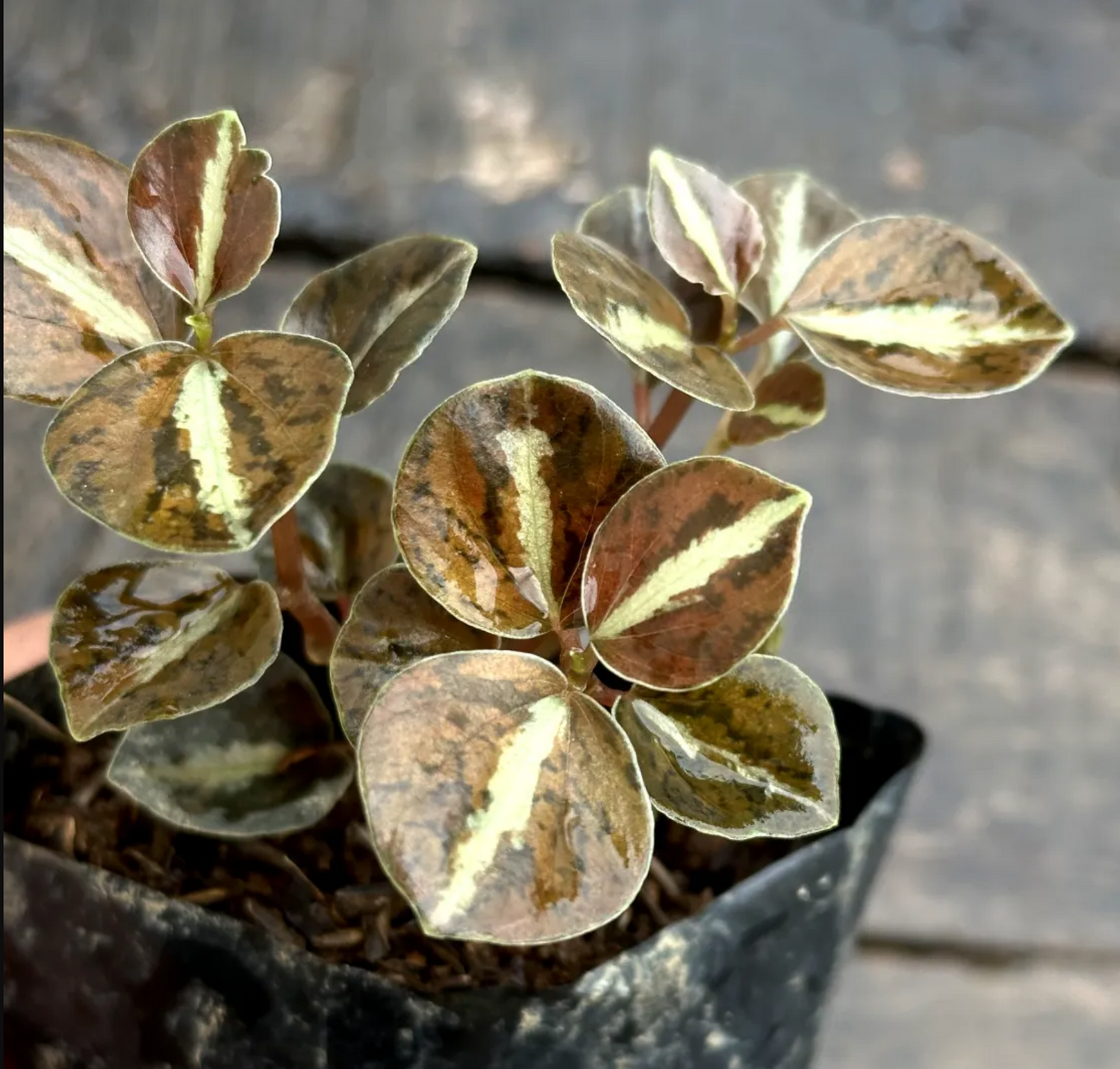 Peperomia