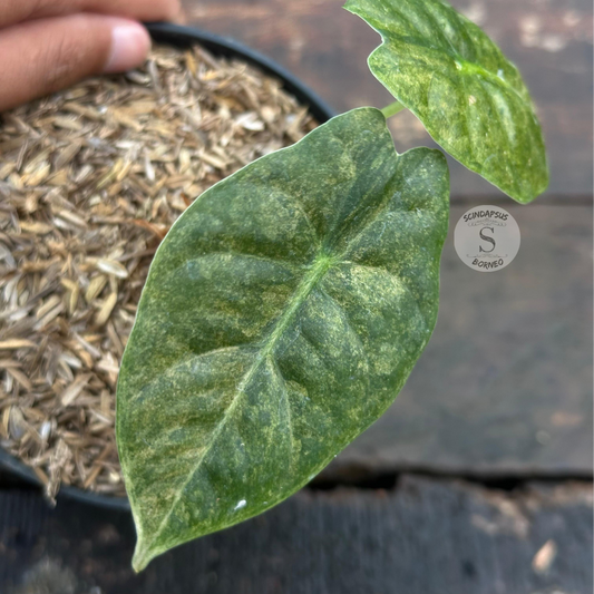 Alocasia Golden Bone Variegata