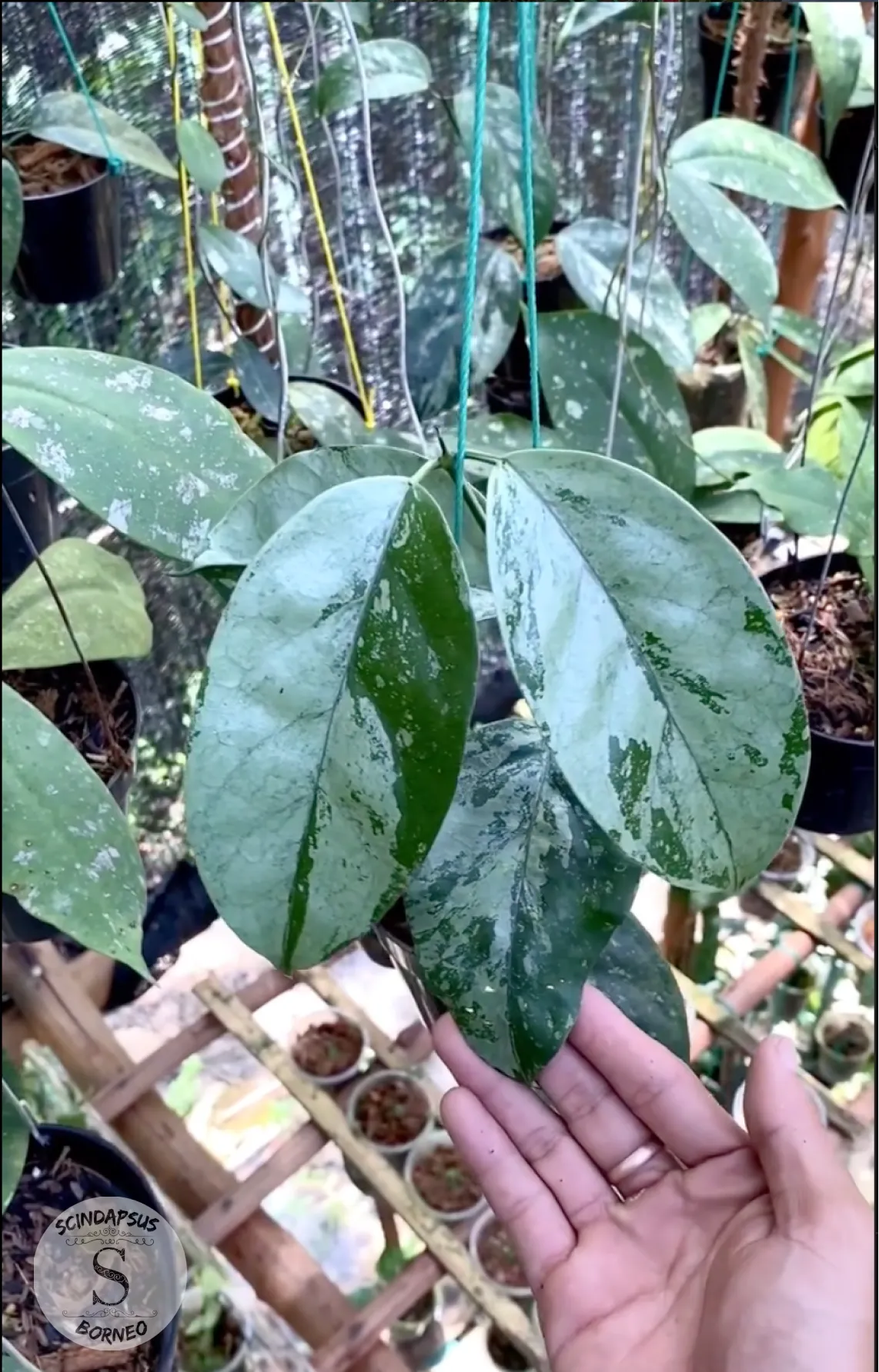 Hoya Coreasea Silver