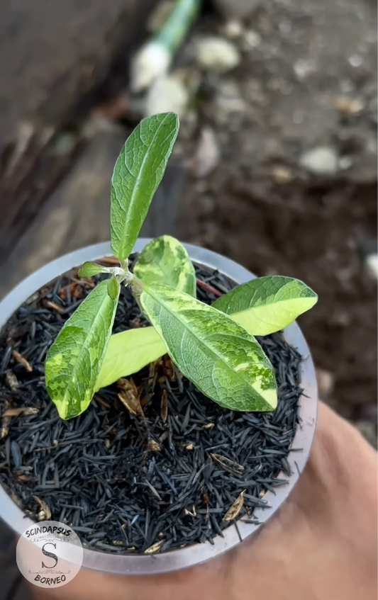 Labisia Silver Variegata