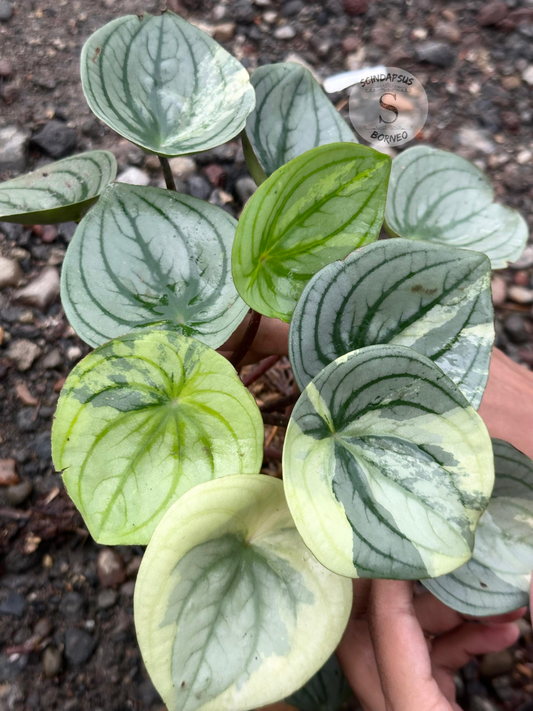 Peperomia Argyreia Silver Mutation