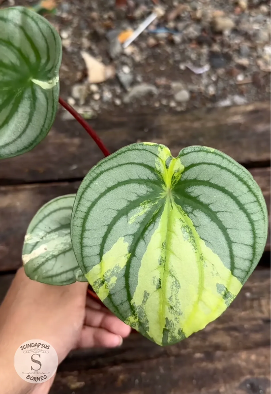 Peperomia Argyreia (Water Melon Variegated)