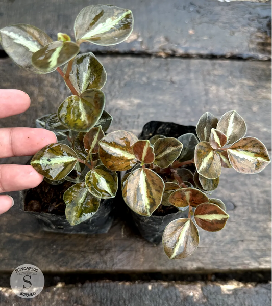 Peperomia Metalicum