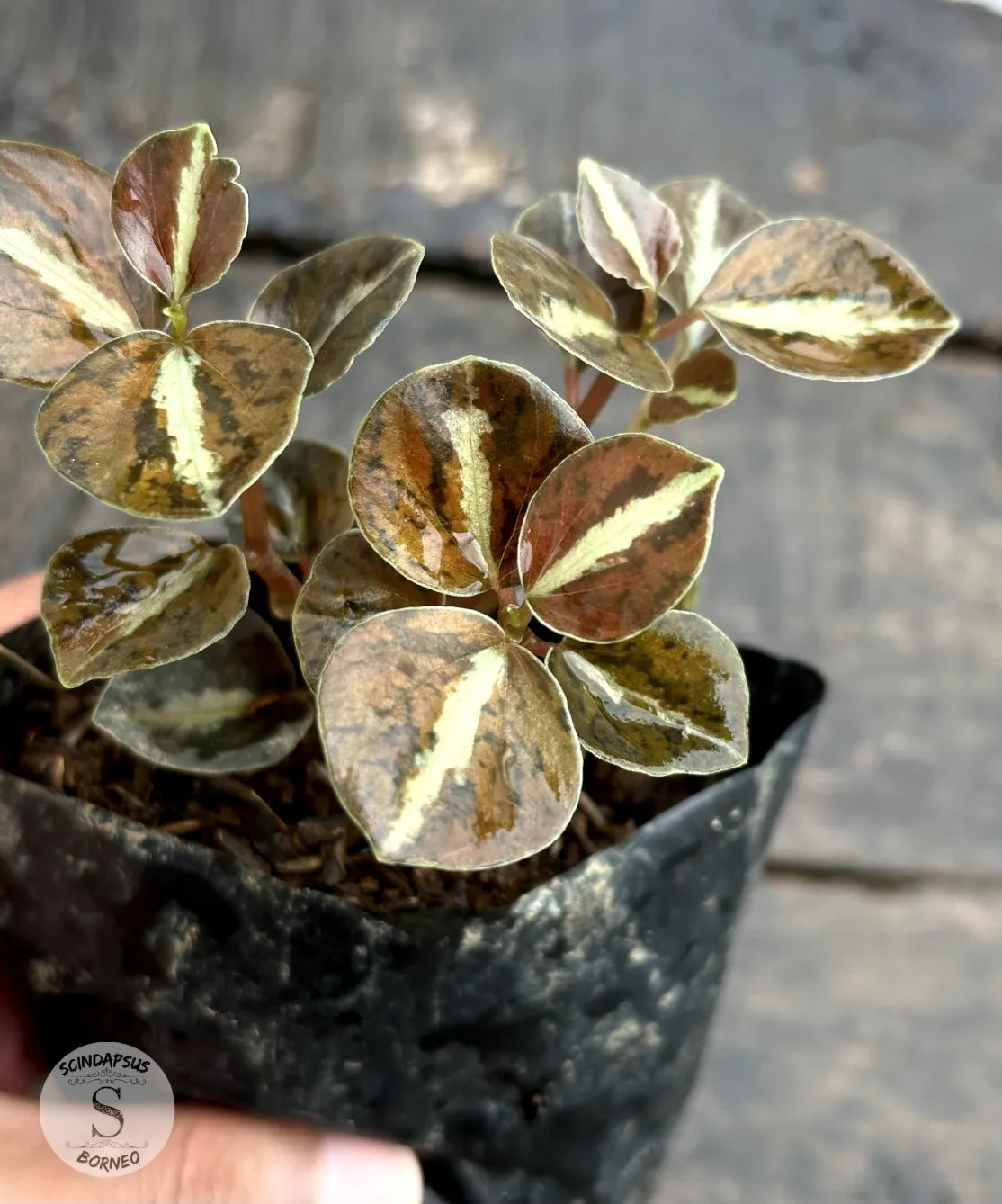 Peperomia Metalicum