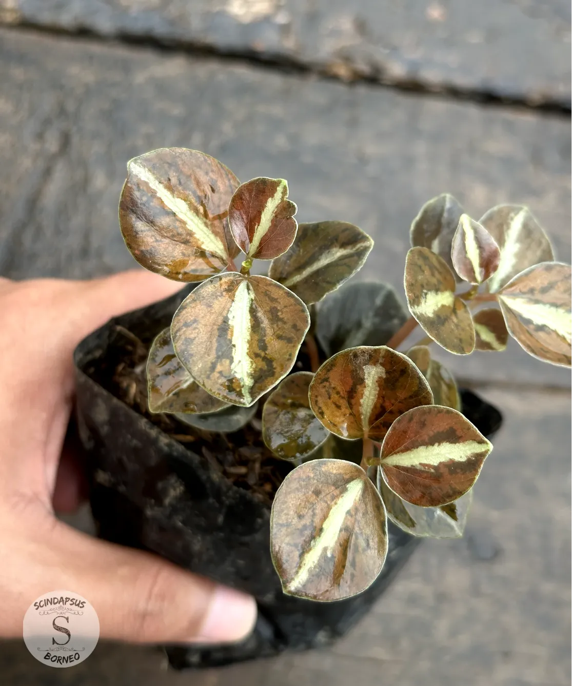 Peperomia Metalicum