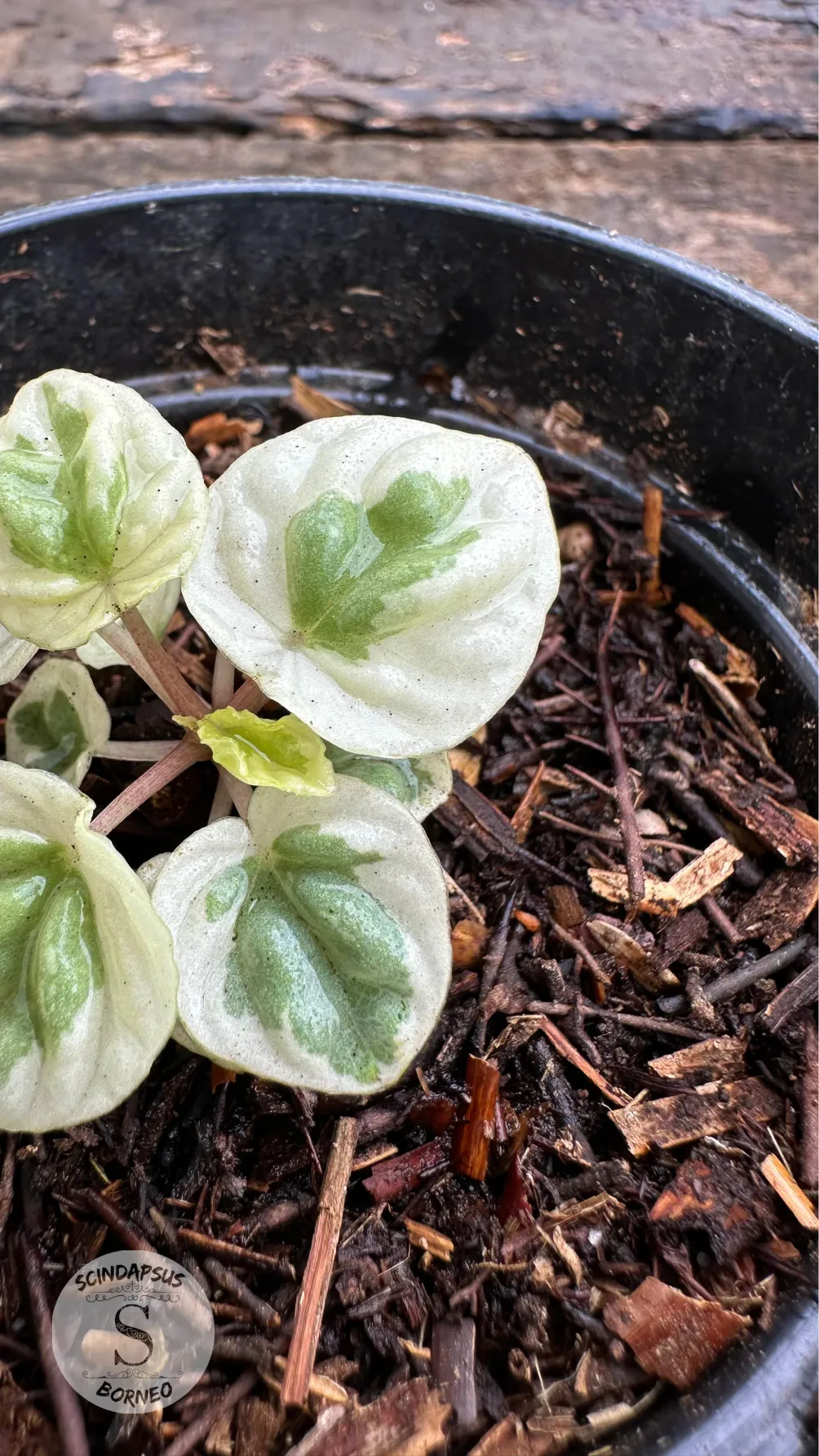 Peperomia Water Melon White Mutation