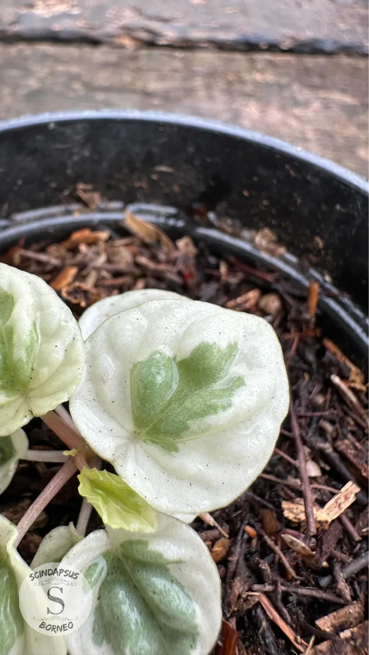 Peperomia Water Melon White Mutation