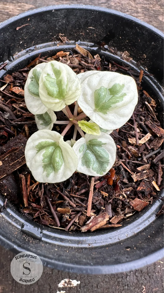 Peperomia Water Melon White Mutation