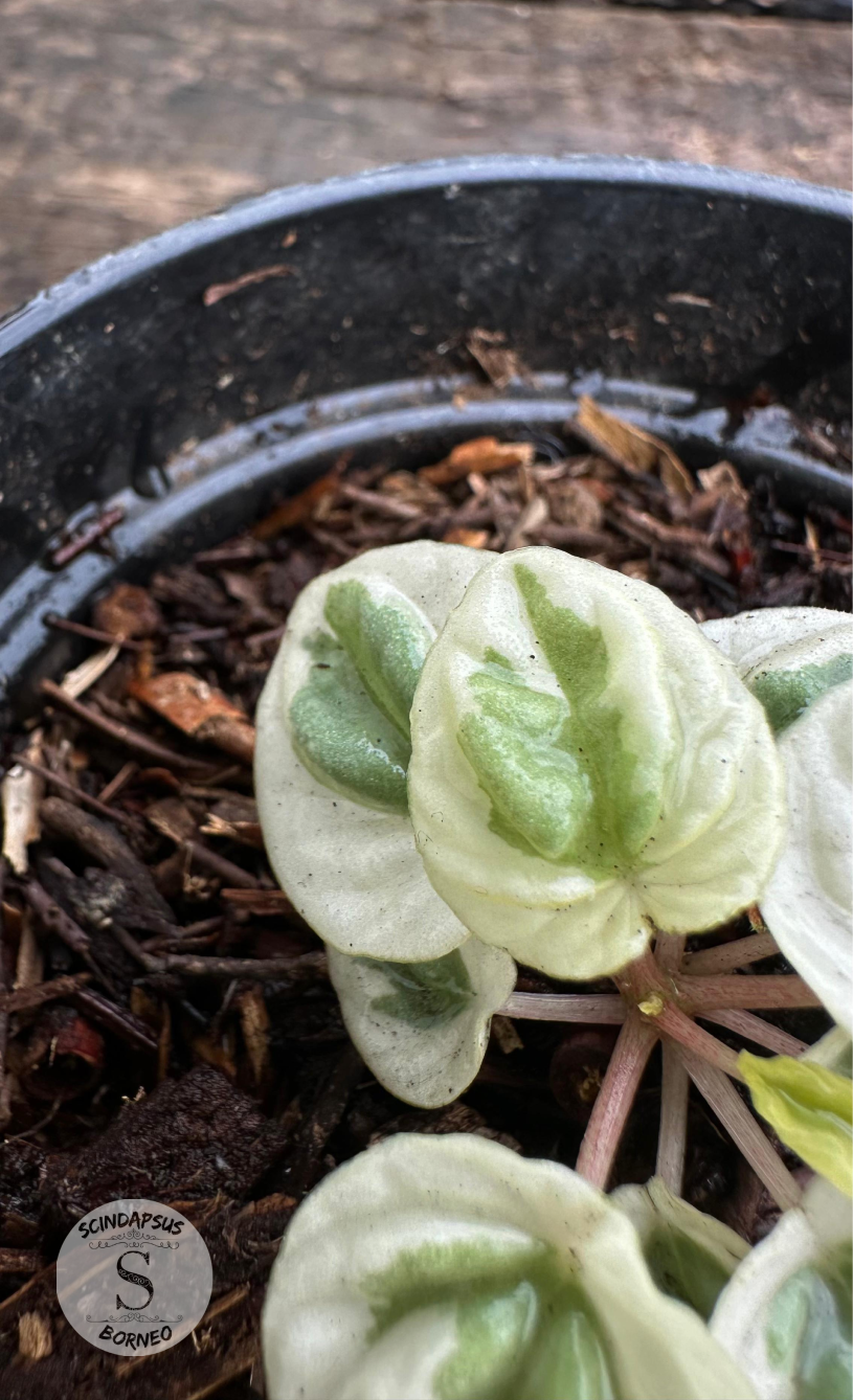 Peperomia Water Melon White Mutation