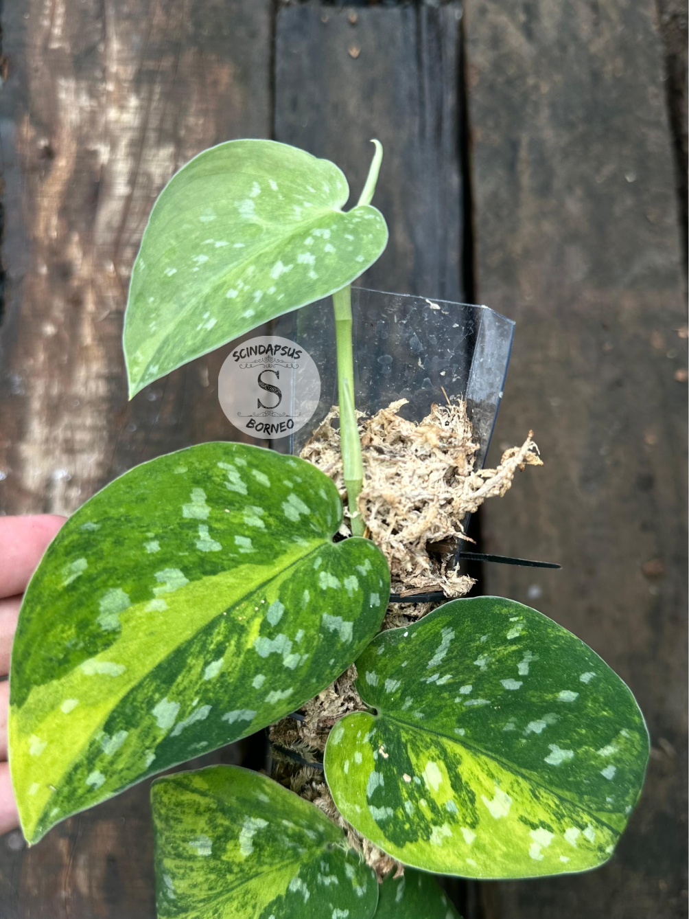 Scindapsus Agryrareus Aurea - Package 10x