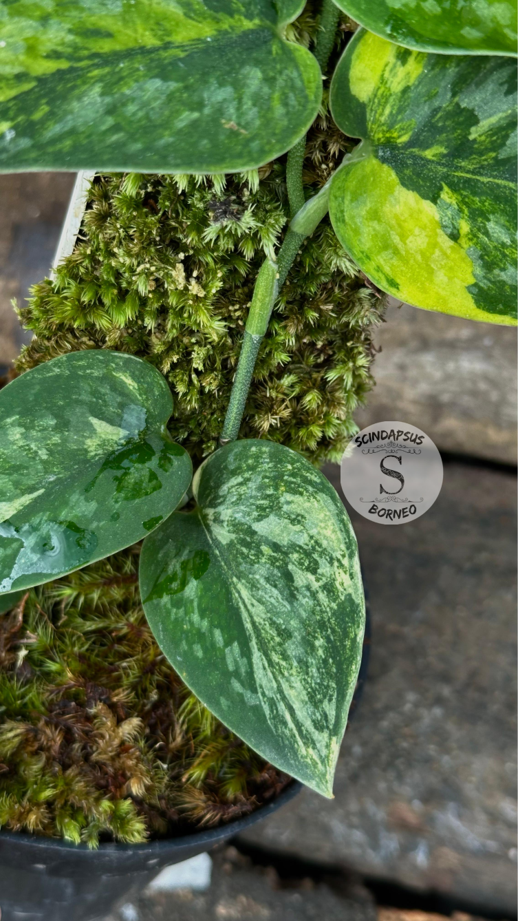 Scindapsus Green Diamond - Package 30x