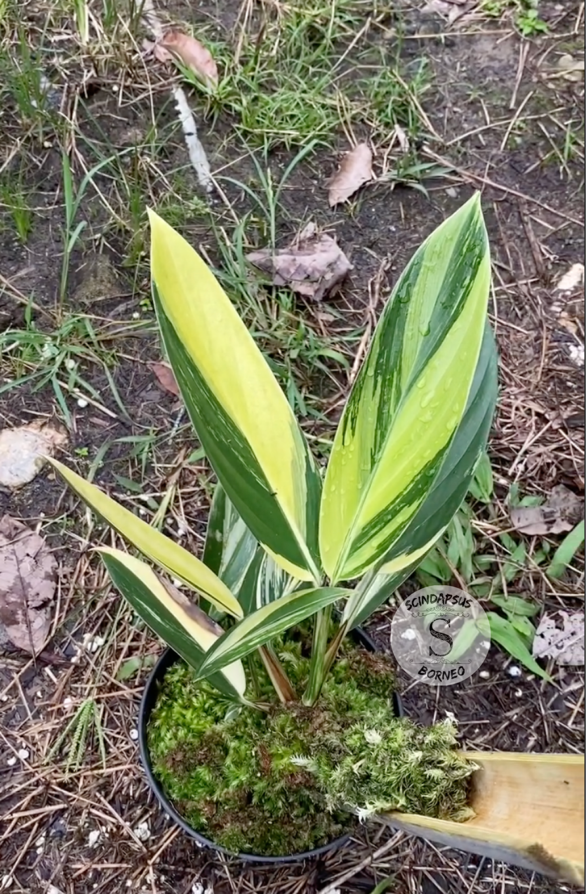 Scindapsus Rupestris Neon