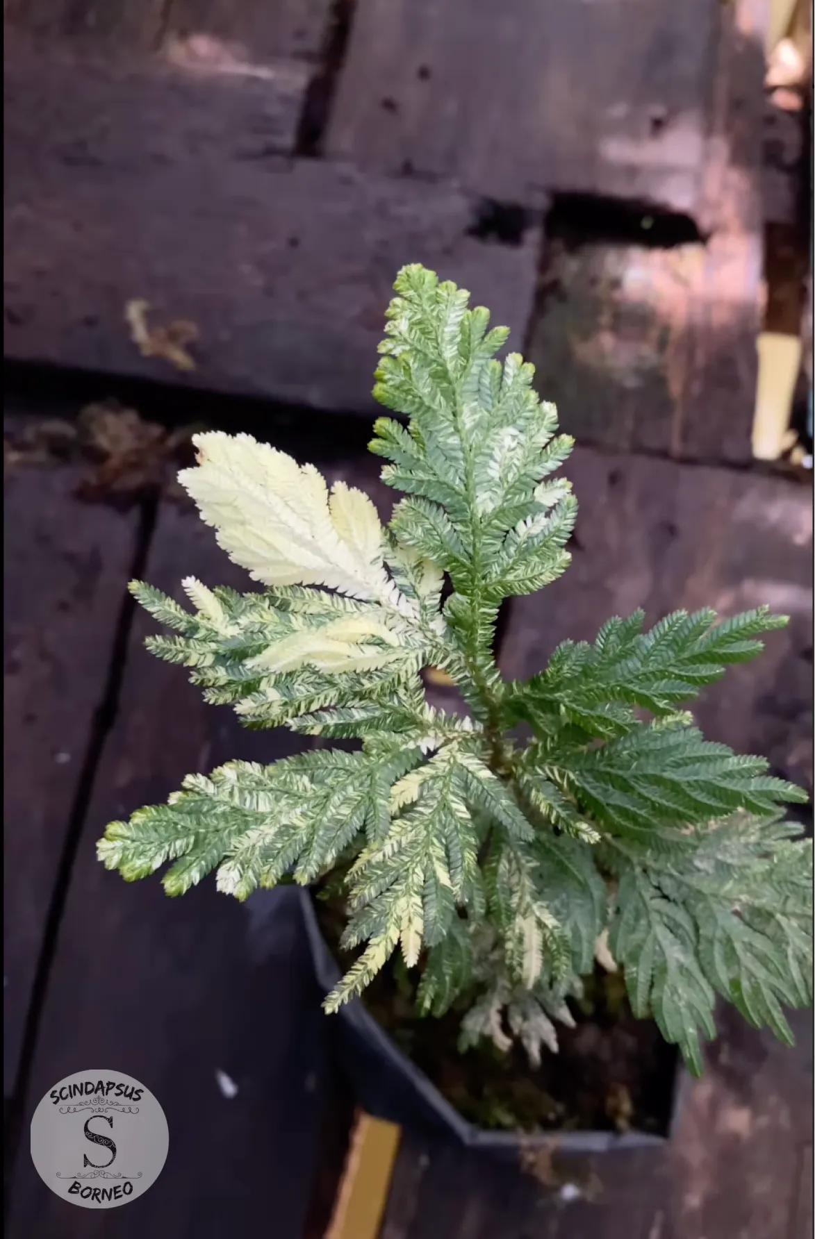 Selaginella White Varigata