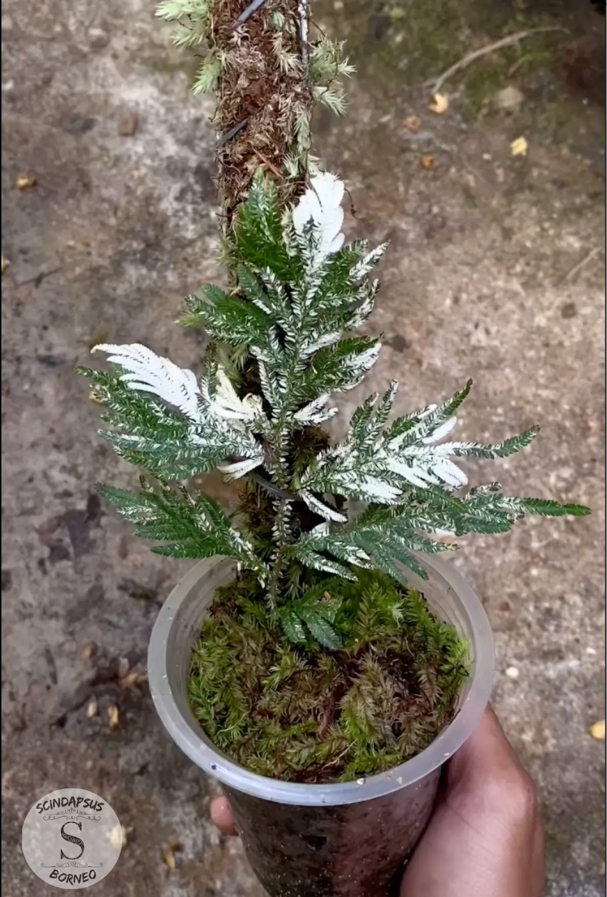 Selaginella White Varigata