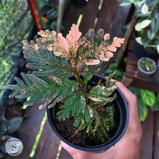 Selaginella Pink Varigata