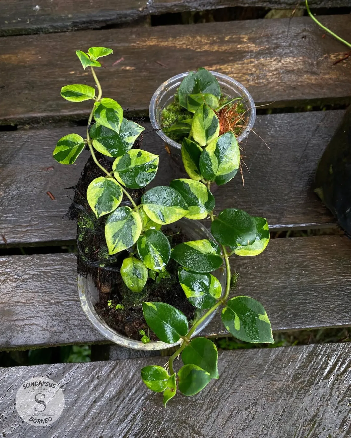 Hoya sp Varigata