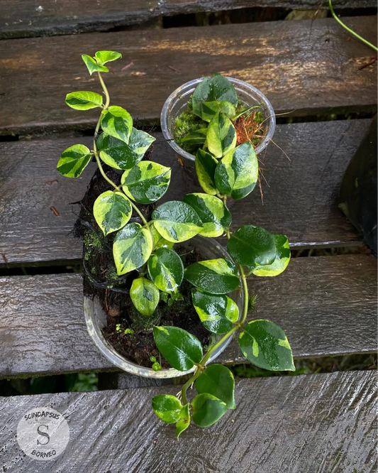 Hoya sp Varigata