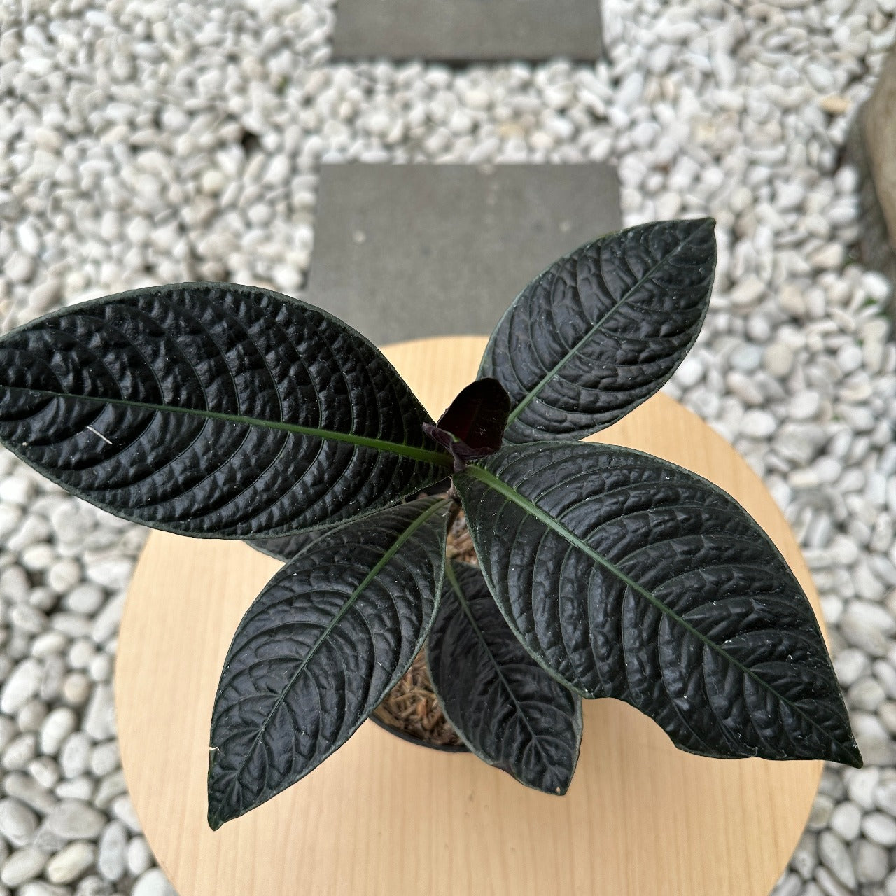 Labisia black borneo