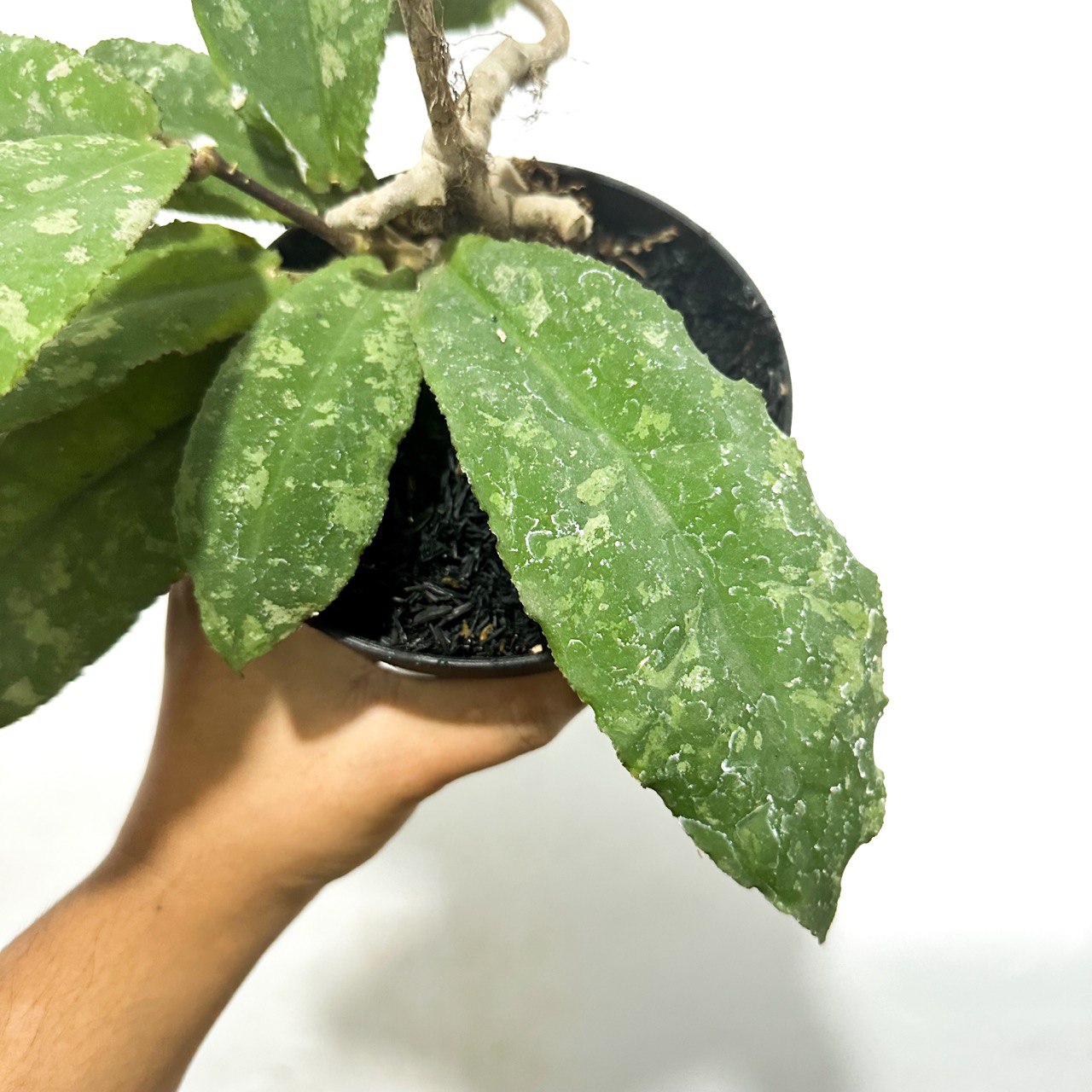 Hoya undulata