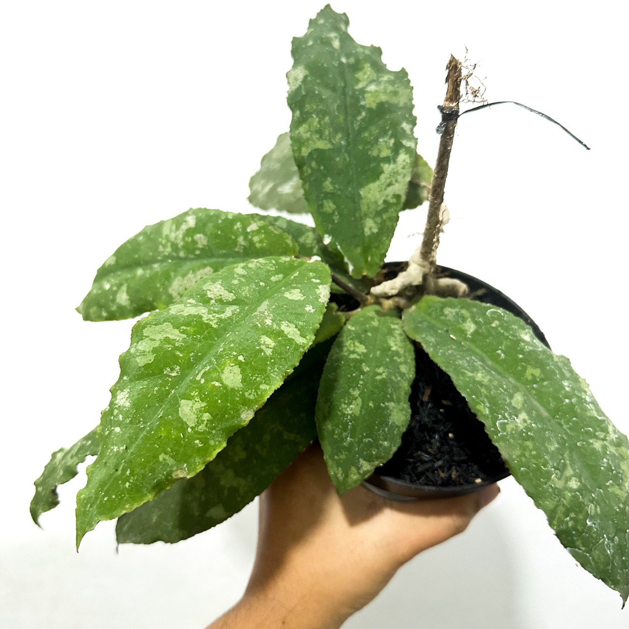 Hoya undulata